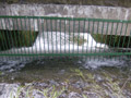 Wrought Iron Ramsbottom